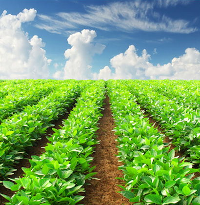 Farmland under cultivation